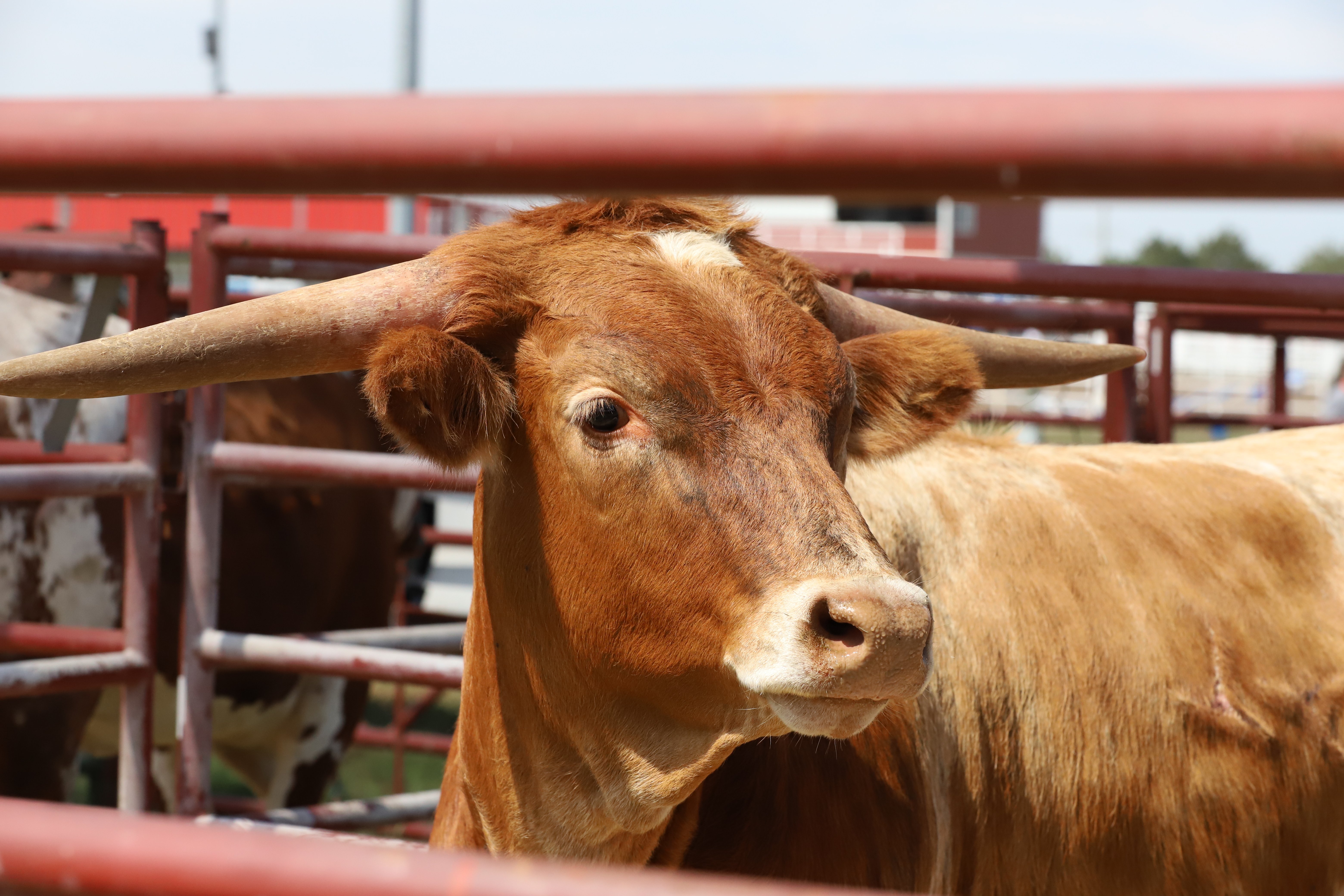 Livestock Market Demand Opportunities